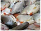 تغییرات قیمت ماهی در ۵سال گذشته