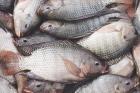 تولید ۵۵۰هزارتن ماهی تیلاپیا در سال گذشته