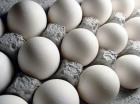 بارندگی شدید در هند باعث گران شدن تخم مرغ در ایران شده است