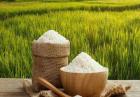 هزاران تن برنج در حال فاسد شدن/ اعتبار از دست رفته و سکوت مسئولان