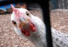 قیمت مرغ باید با توجه به حقوق تولید کننده و مصرف کننده تعیین شود