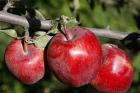 کاهش صادرات سیب ایران با گران شدن حمل و نقل