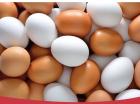 توزیع تخم مرغ تنظیم بازار!