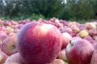 افزایش ۲۳ درصدی صادرات سیب درختی در ۹ ماهه امسال