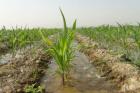 تاراج آب ایران در بخش کشاورزی