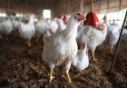 به مرغ‌های گوشتی هورمون رشد می‌زنند؟