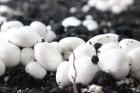 تولید محلولی که برداشت قارچ را ۵ کیلوگرم افزایش می‌دهد