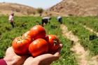 خرید بیش از ۱۳ هزار تن گوجه فرنگی کشاورزان کهگیلویه و بویراحمد
