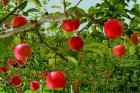 خرید توافقی سیب درختی باغداران کهگیلویه و بویراحمد