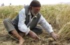 بی‌آبی کمر کشاورزان کرمان را شکسته است